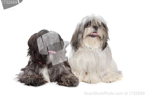 Image of Two Shih tzu dogs