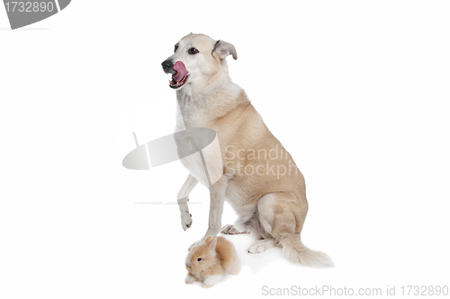 Image of mixed breed dog and a rabbit