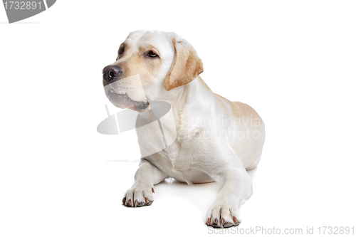 Image of Yellow Labrador