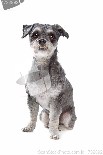 Image of mixed breed dog