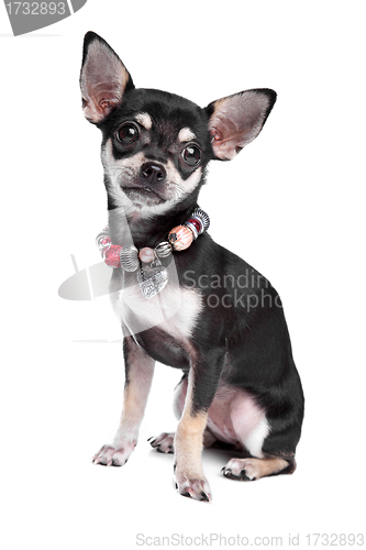 Image of chihuahua
