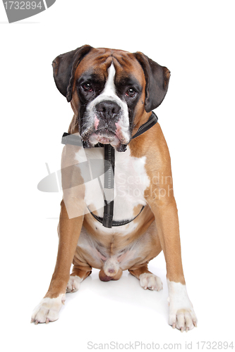 Image of Boxer dog