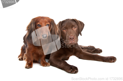 Image of Dachshund and a chocolate labrador pup