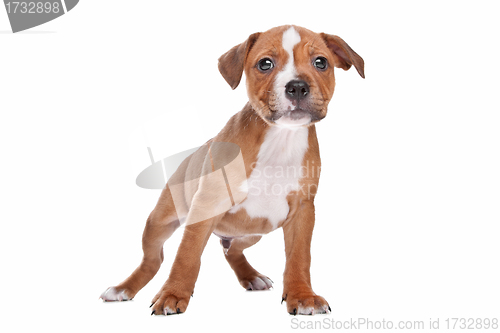 Image of Staffordshire Bull Terrier puppy