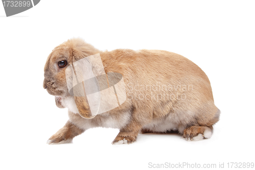 Image of Young brown rabbit