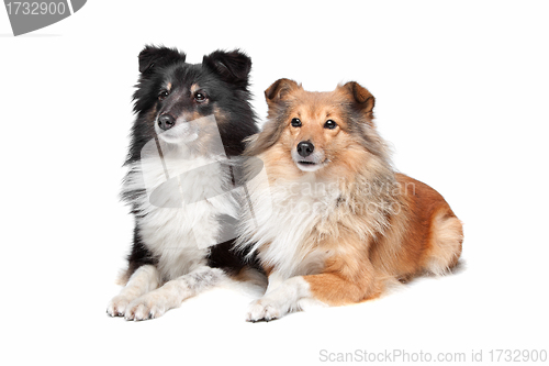 Image of Shetland Sheepdog, Sheltie