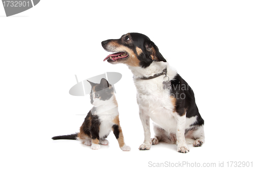 Image of Kitten and Jack Russel Terrier