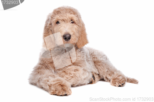 Image of Labradoodle puppy