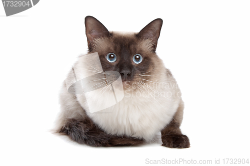 Image of Siamese cat