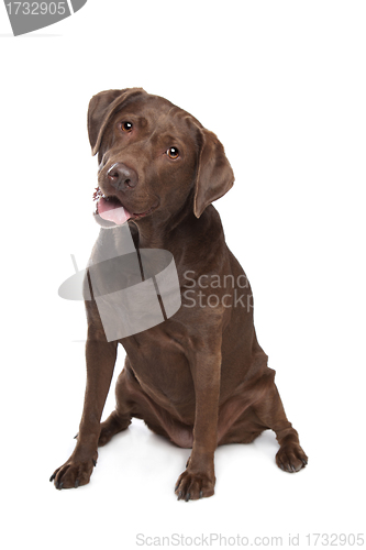 Image of Chocolate Labrador