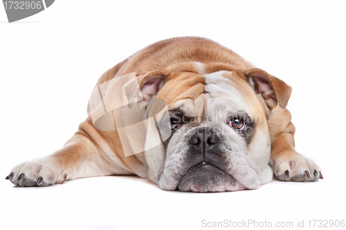 Image of English bulldog