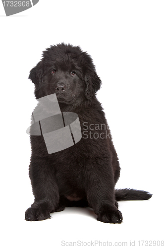Image of Black Newfoundland puppy