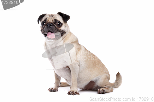 Image of Pug dog