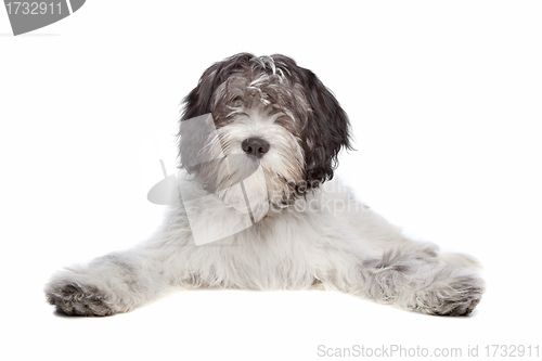 Image of Schapendoes , Dutch Sheepdog