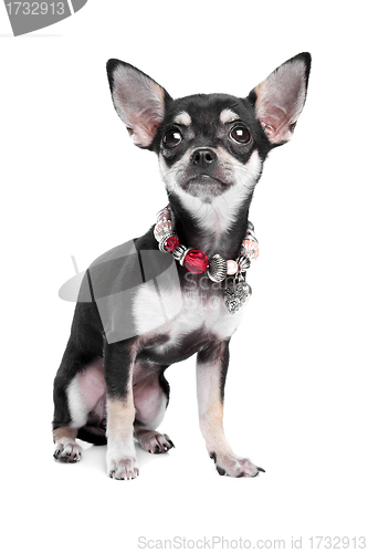 Image of chihuahua