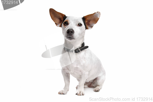 Image of Jack Russel Terrier