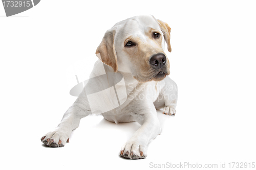 Image of Yellow Labrador