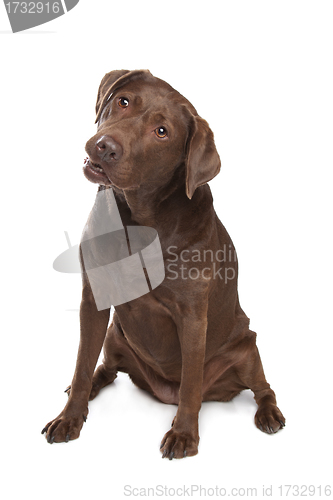 Image of Chocolate Labrador