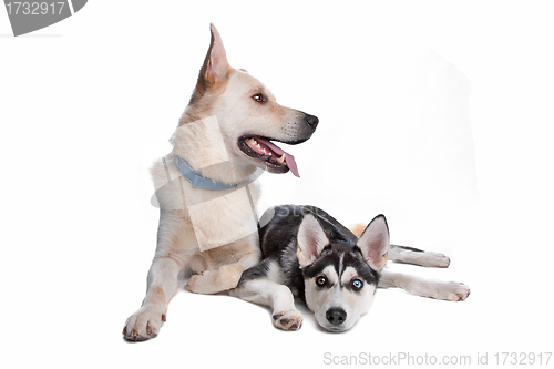 Image of two mixed breed dogs