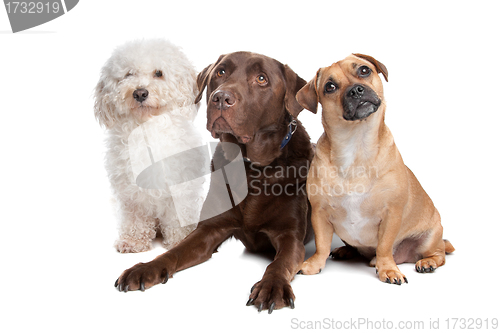 Image of three dogs