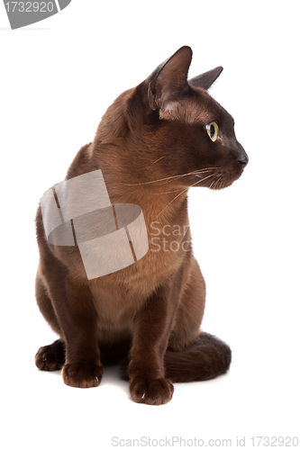 Image of Burmese cat