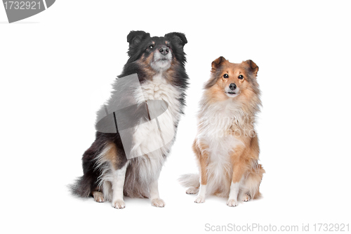 Image of Shetland Sheepdog, Sheltie