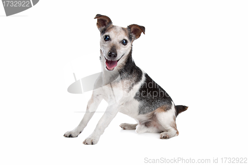 Image of old and blind jack russel terrier