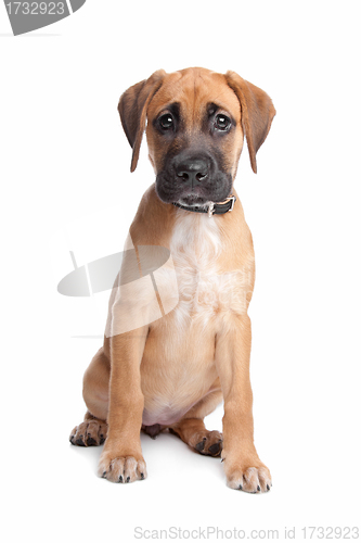 Image of mixed breed puppy