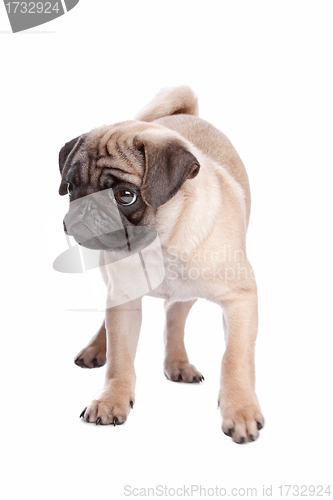 Image of pug puppy