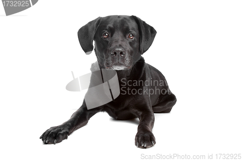 Image of mixed breed black dog