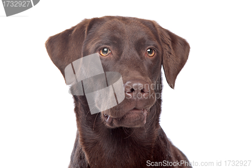 Image of Chocolate Labrador