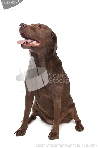 Image of Chocolate Labrador