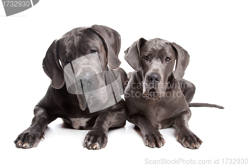 Image of Two grey great Dane dogs