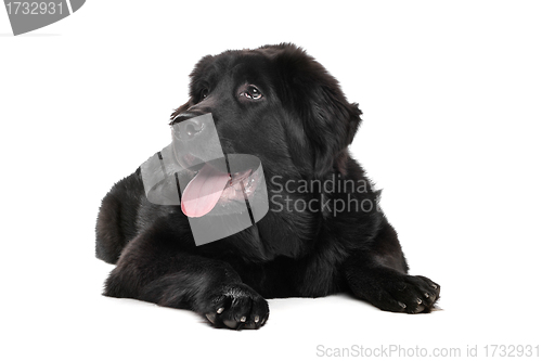 Image of Black Tibetan Mastiff puppy