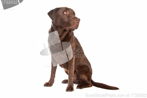 Image of chocolate Labrador Retriever