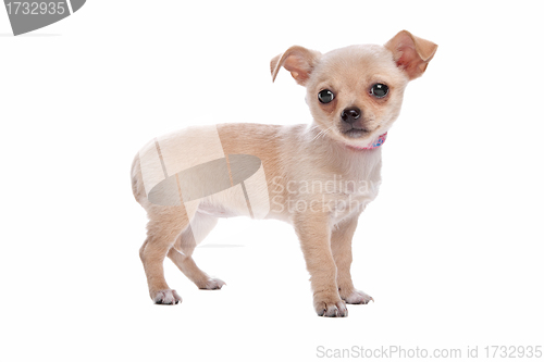 Image of chihuahua