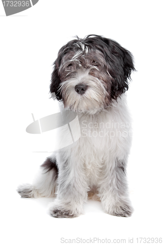 Image of Schapendoes , Dutch Sheepdog