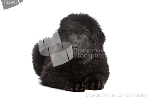 Image of Black Newfoundland puppy