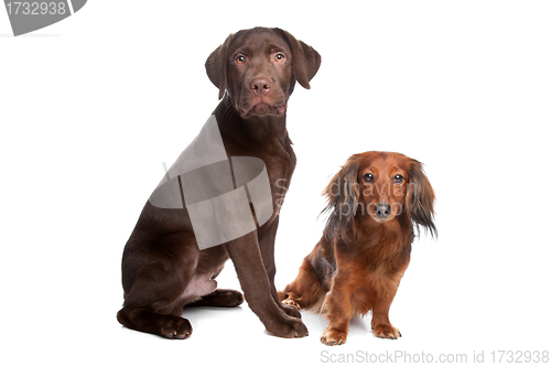 Image of Dachshund and a chocolate labrador pup