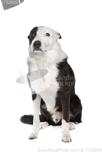 Image of border collie