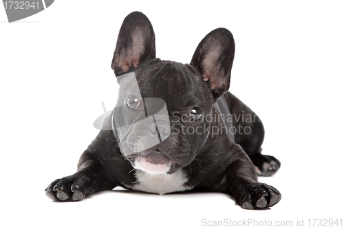 Image of Black and white French Bulldog