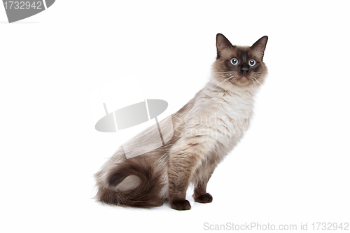 Image of Siamese cat