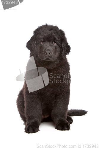Image of Black Newfoundland puppy