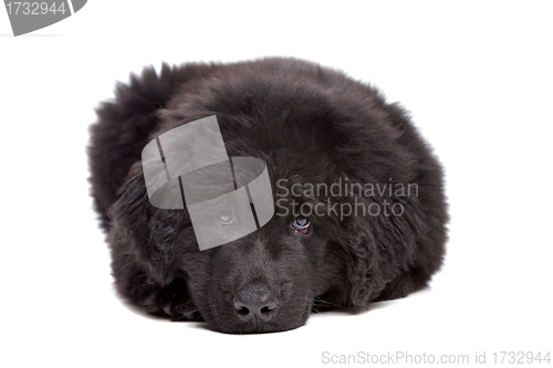 Image of Black Newfoundland puppy