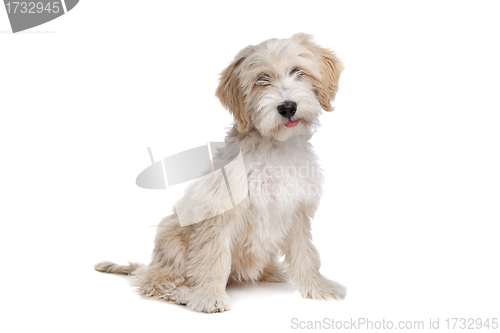 Image of Tibetan Terrier