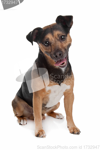 Image of black and tan Jack Russel Terrier