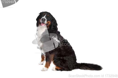 Image of Bernese Mountain Dog