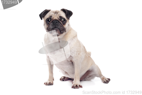 Image of Pug dog