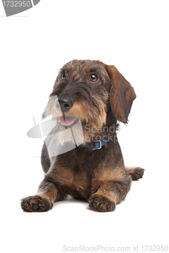 Image of Wire-haired dachshund