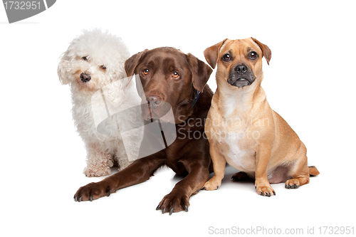 Image of three dogs